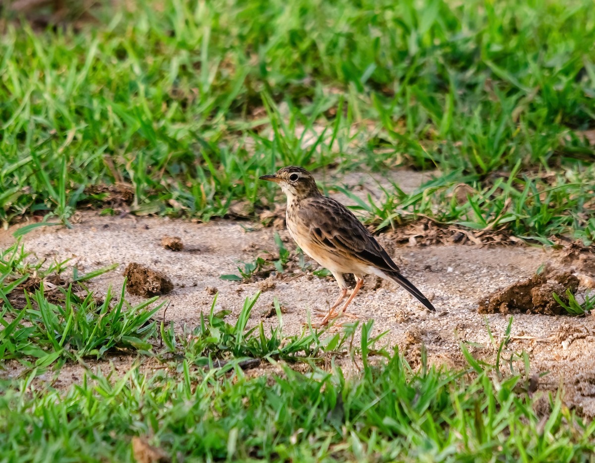 Paddyfield Pipit - ML642280589