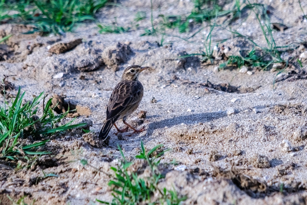 Paddyfield Pipit - ML642280590