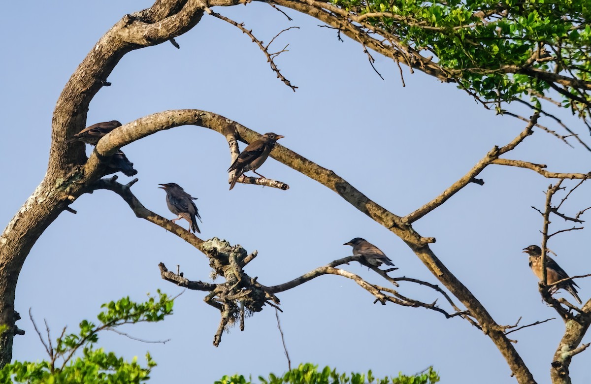 Rosy Starling - ML642280596