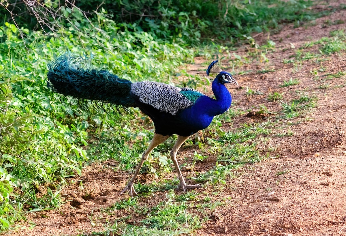 Indian Peafowl - ML642280604