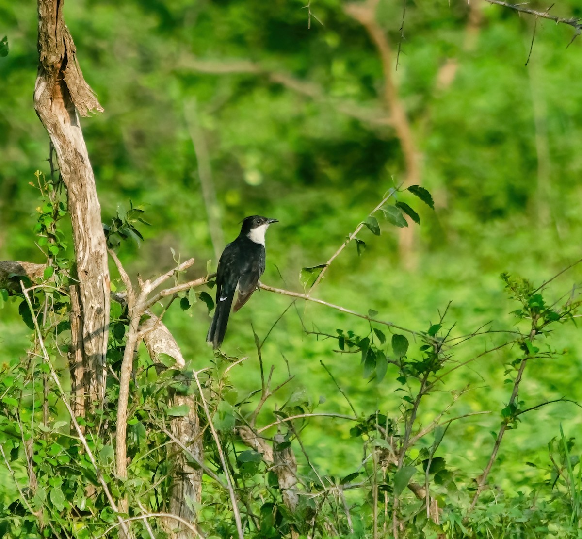 Pied Cuckoo - ML642280614