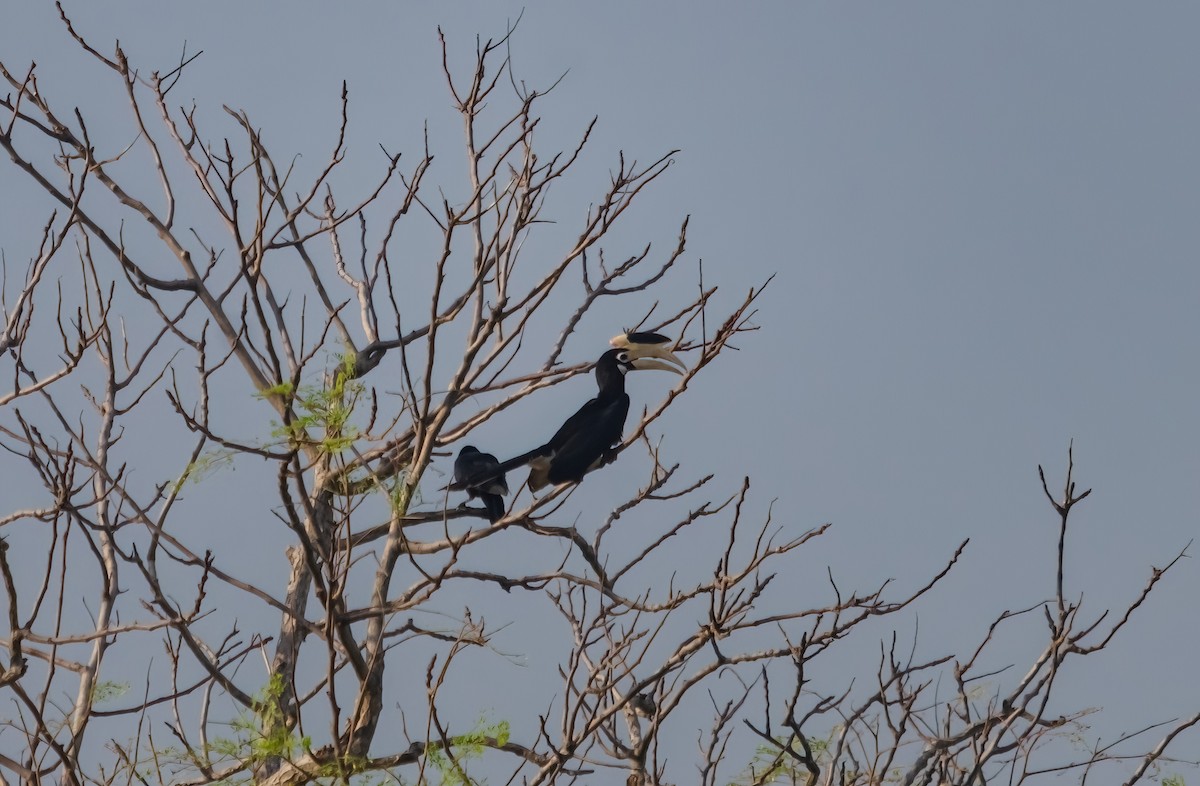 Malabar Pied-Hornbill - ML642280622