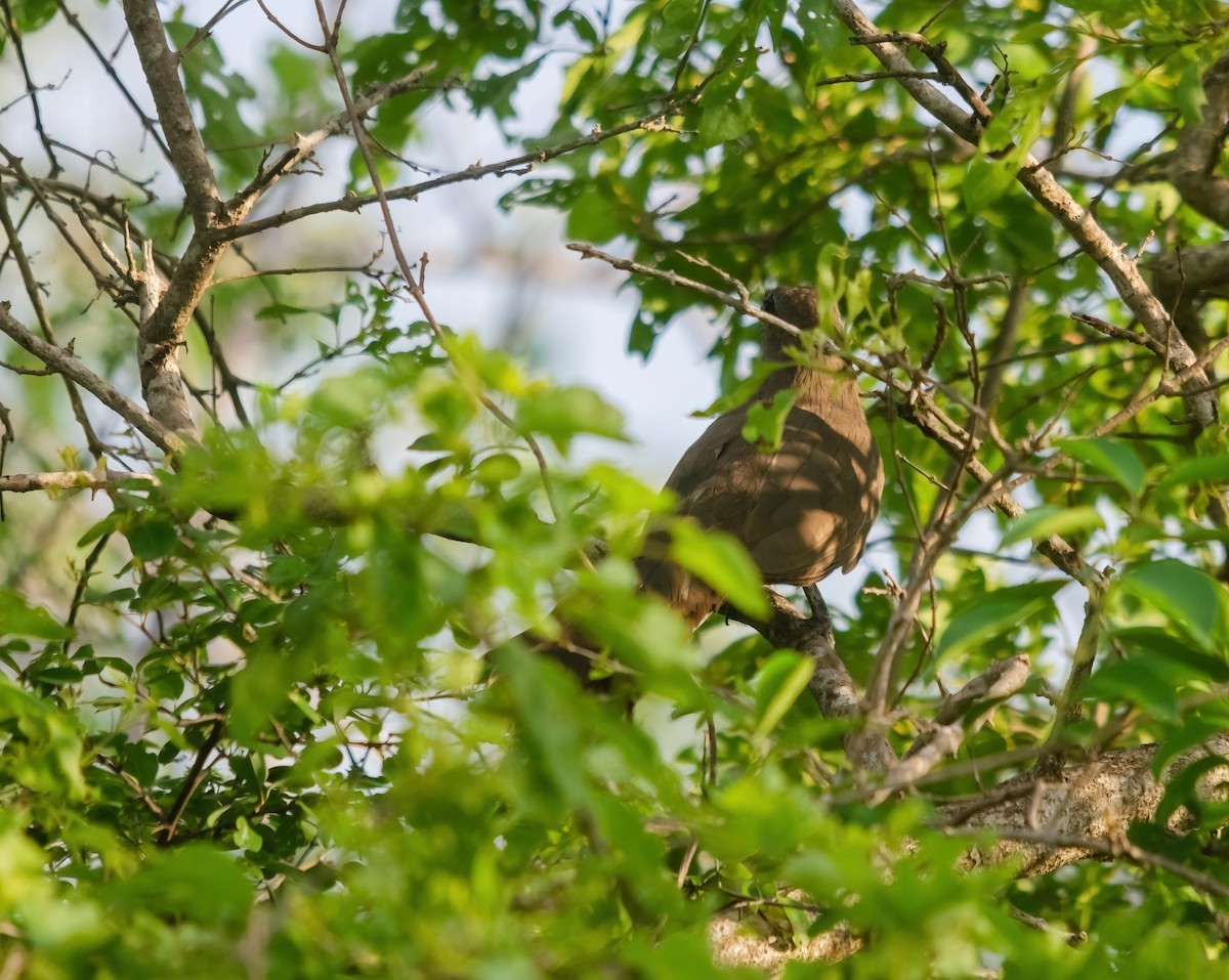 Sirkeer Malkoha - ML642280641