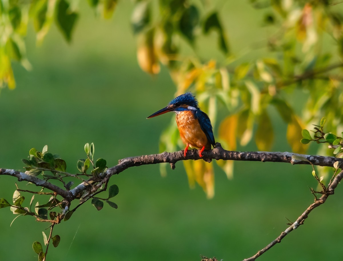 Common Kingfisher - ML642280651