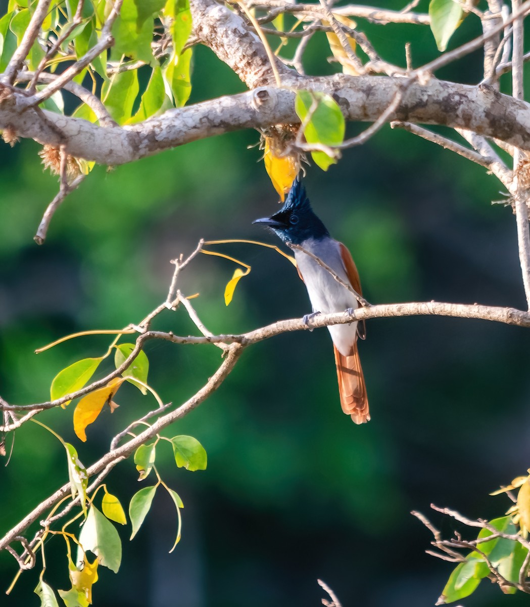Indian Paradise-Flycatcher - ML642280658