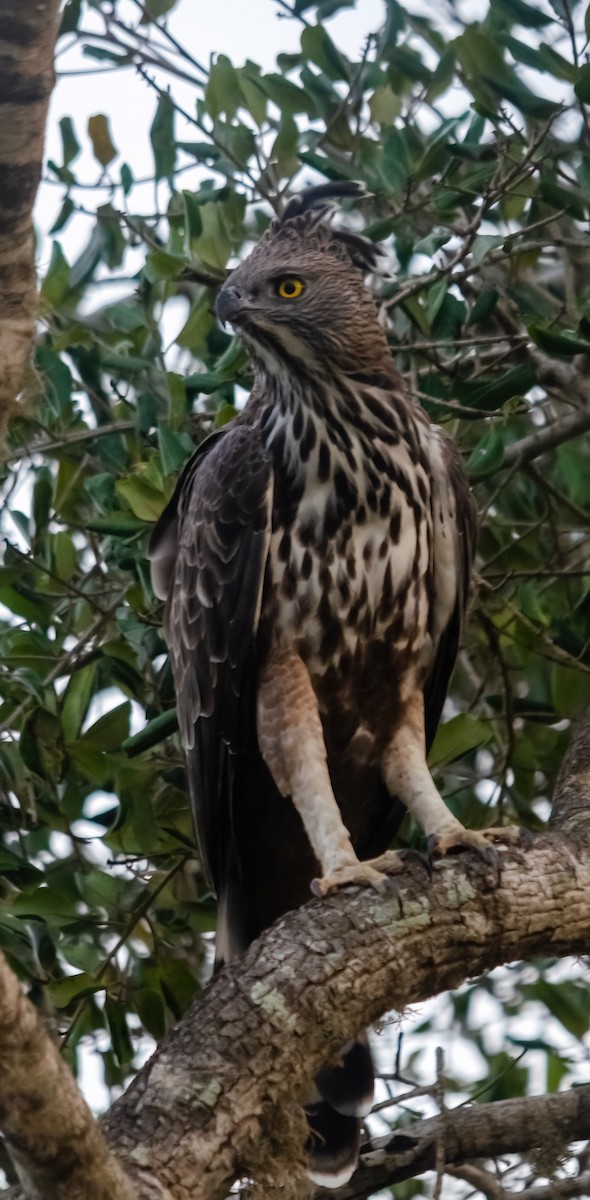 Changeable Hawk-Eagle - ML642280665
