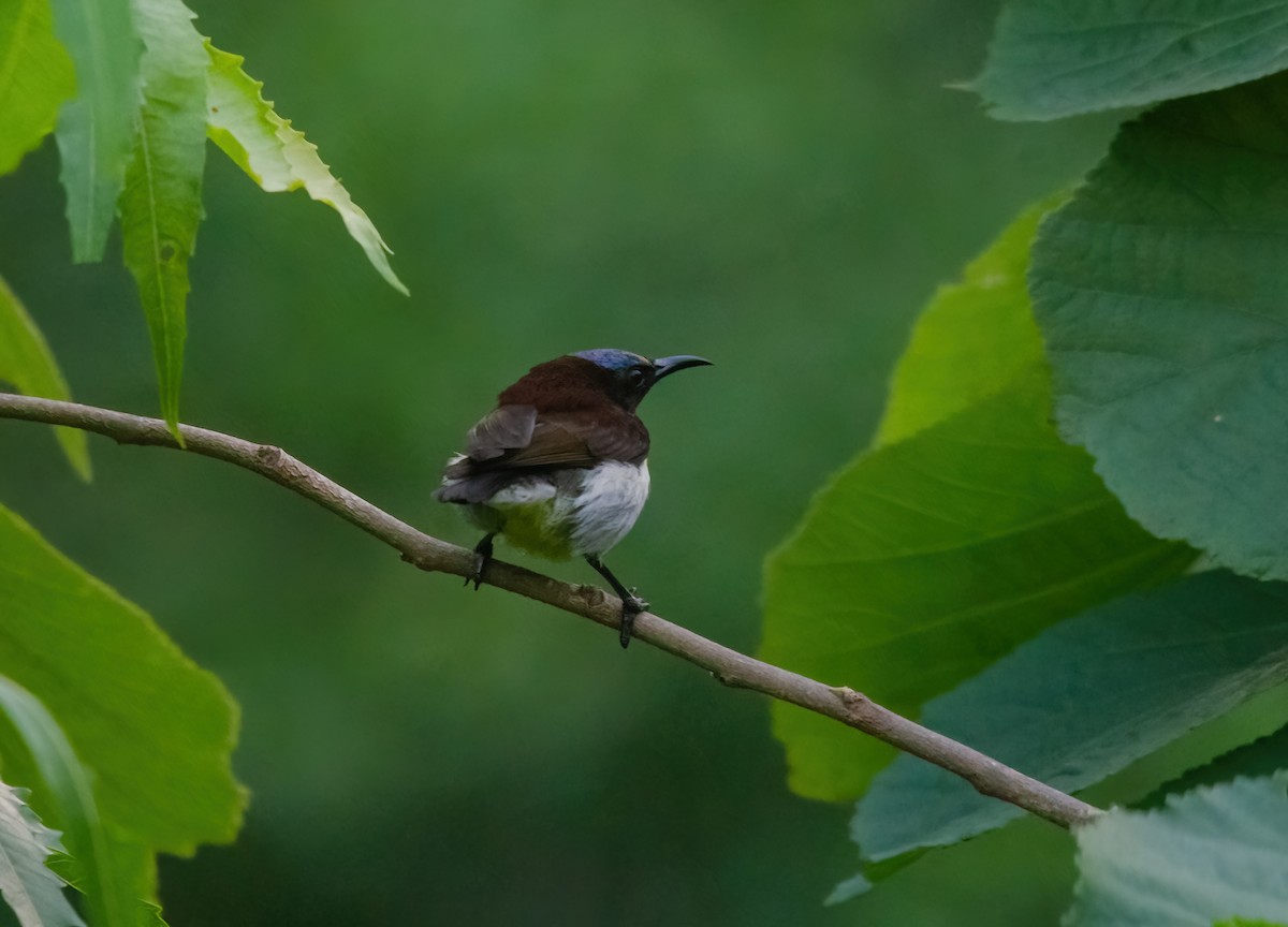 Purple-rumped Sunbird - ML642280680