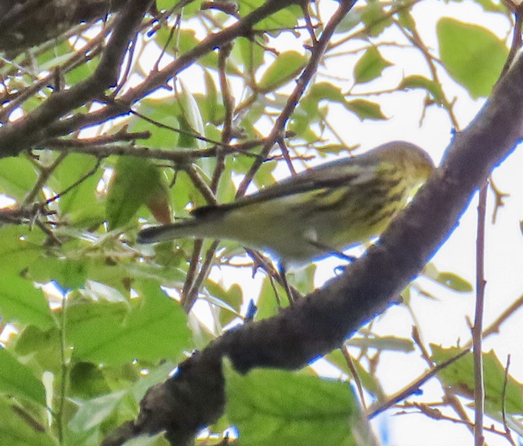 Cape May Warbler - ML642280681
