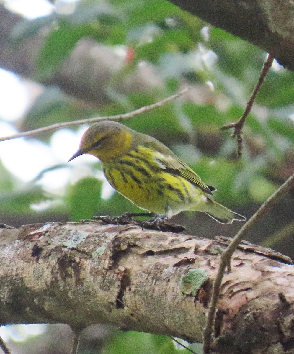 Cape May Warbler - ML642280682