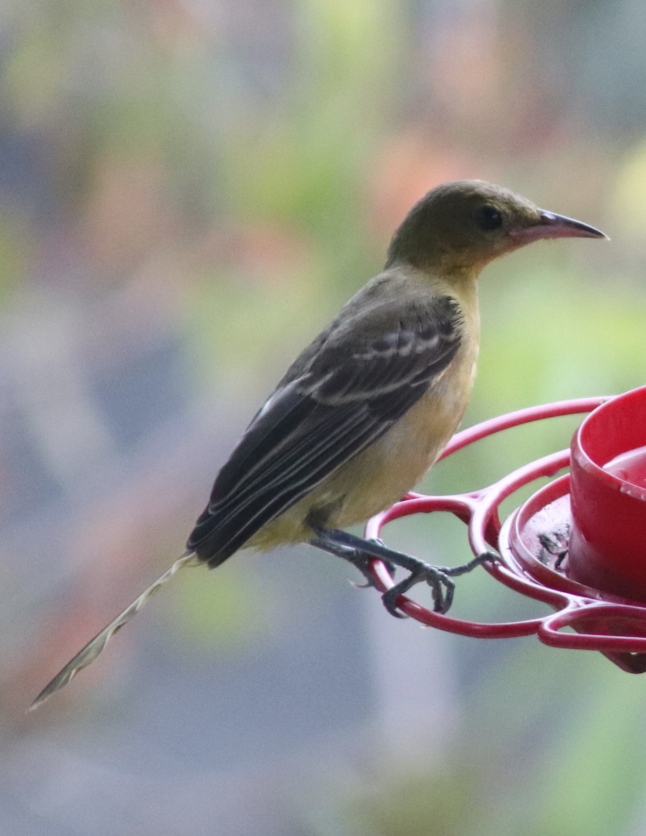 Hooded Oriole - ML642280683