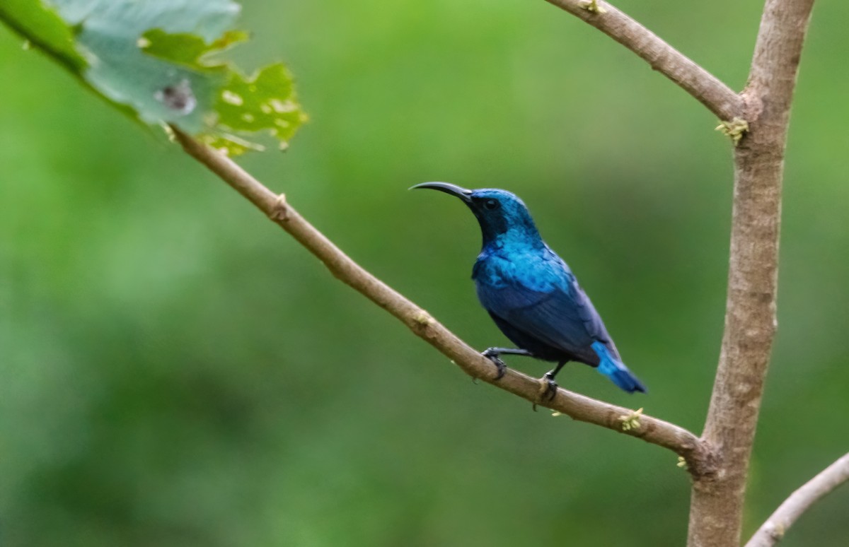 Purple Sunbird - ML642280684