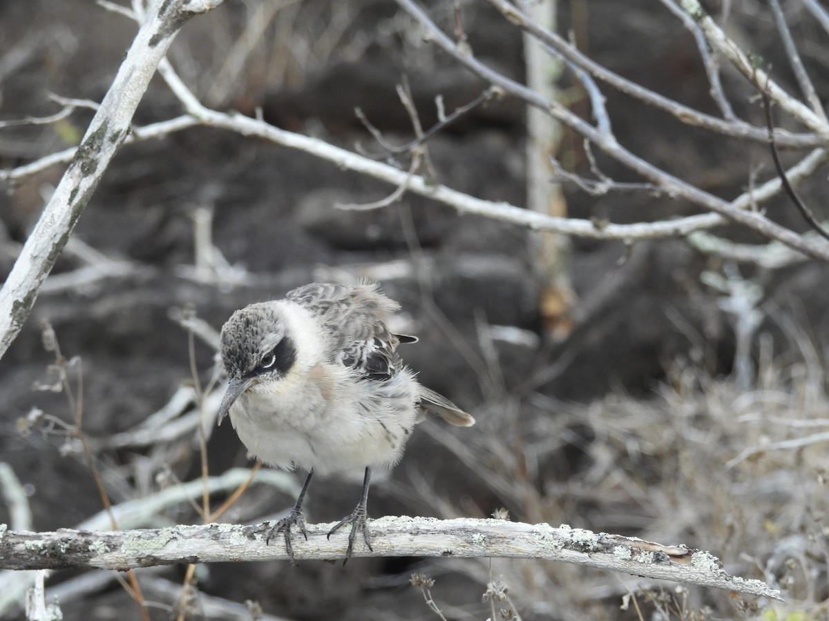 Galapagos Mockingbird - ML642280685