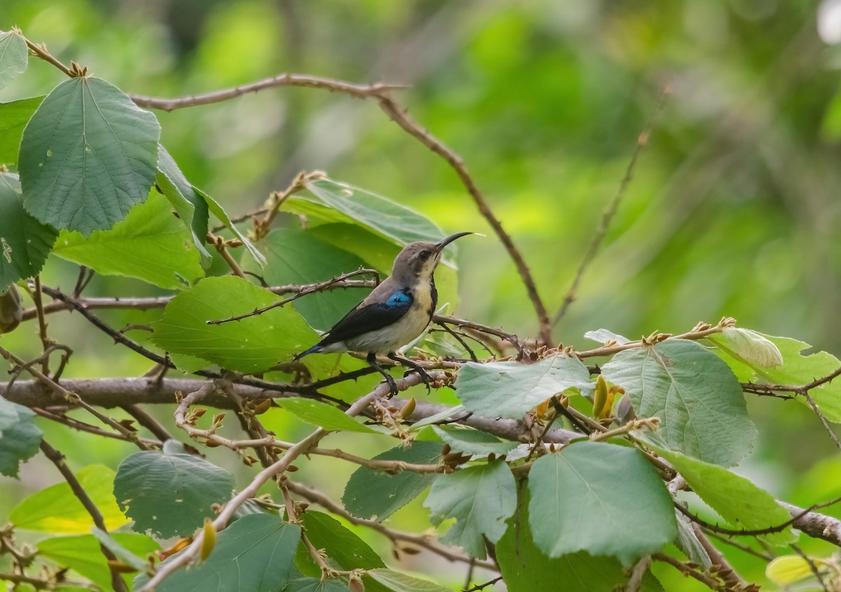 Purple Sunbird - ML642280689