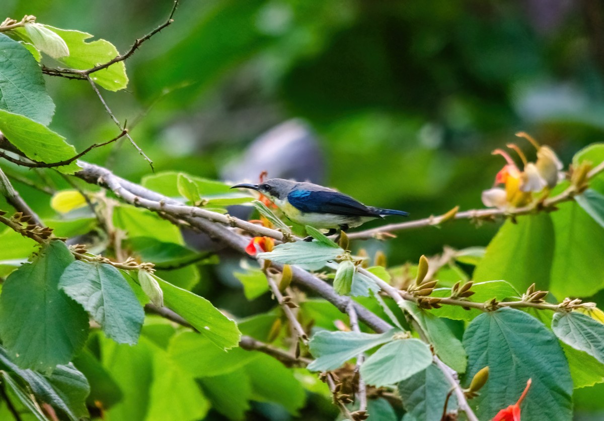 Purple Sunbird - ML642280692