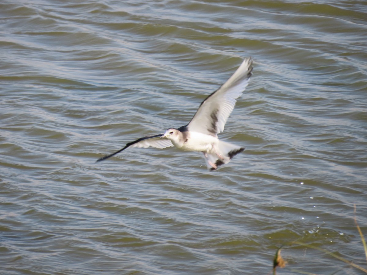 Sabine's Gull - ML642280696