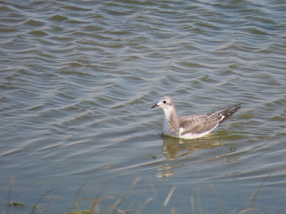 Sabine's Gull - ML642280697