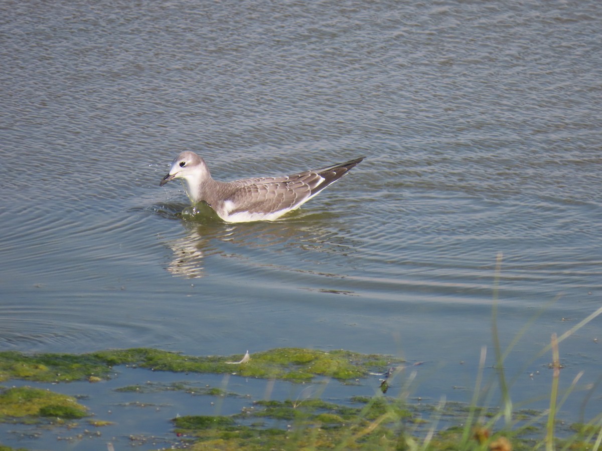 Sabine's Gull - ML642280698