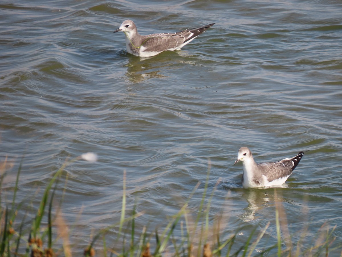 Sabine's Gull - ML642280699