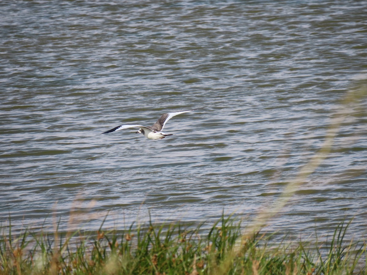 Sabine's Gull - ML642280700