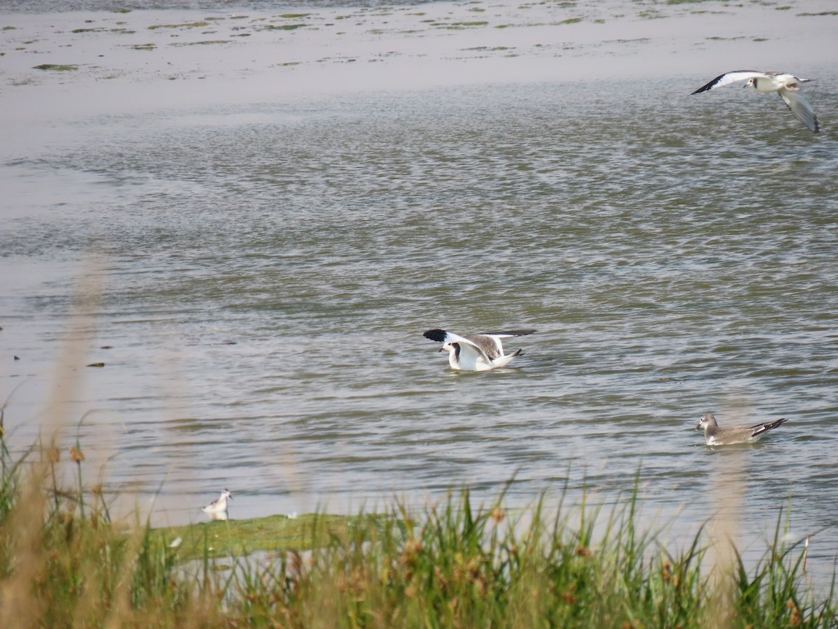 Sabine's Gull - ML642280701