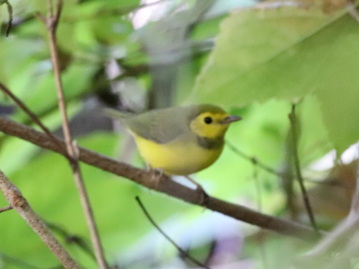 Hooded Warbler - ML642280703