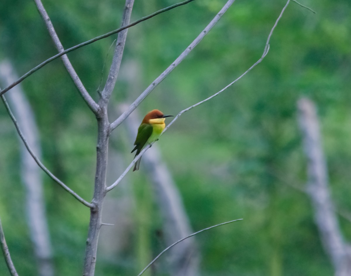 Chestnut-headed Bee-eater - ML642280706