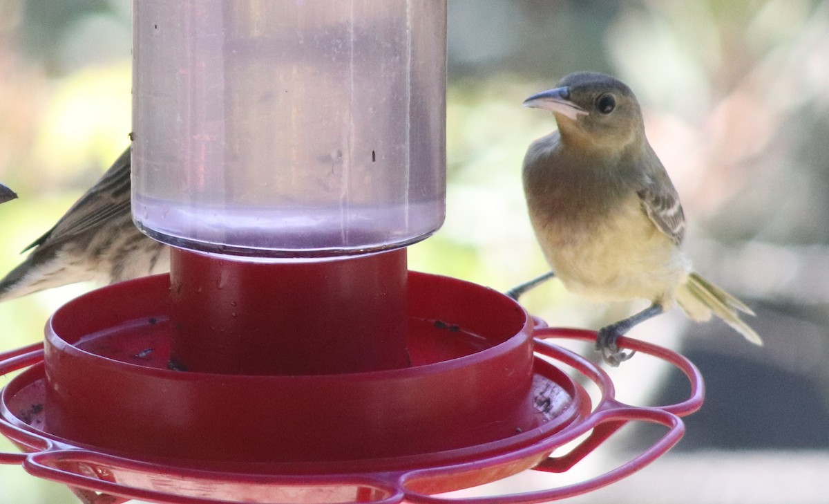 Hooded Oriole - ML642280710
