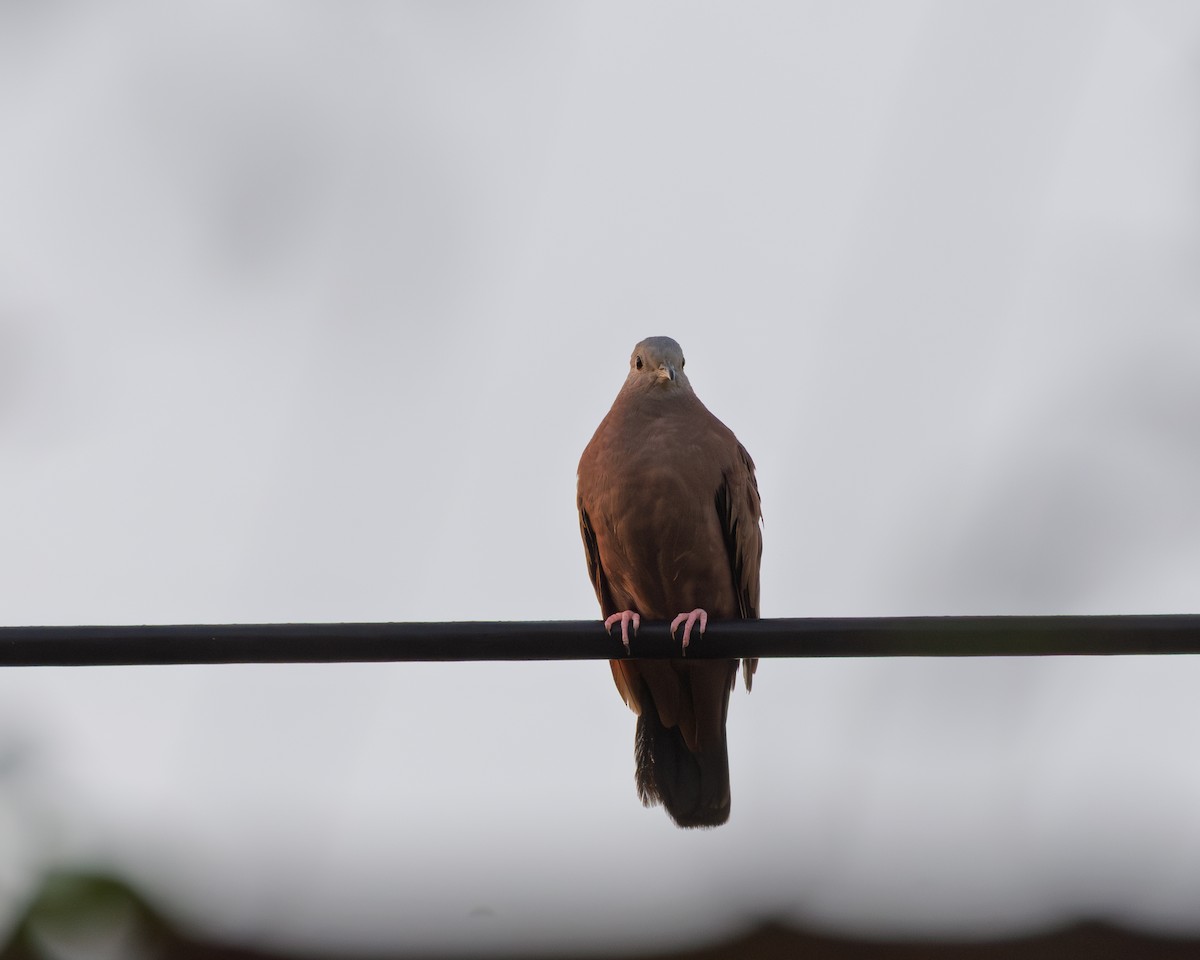 Ruddy Ground Dove - ML642280714