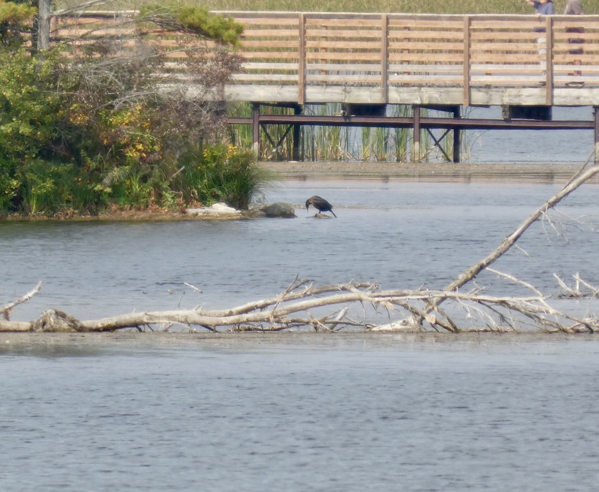 Double-crested Cormorant - ML642280725
