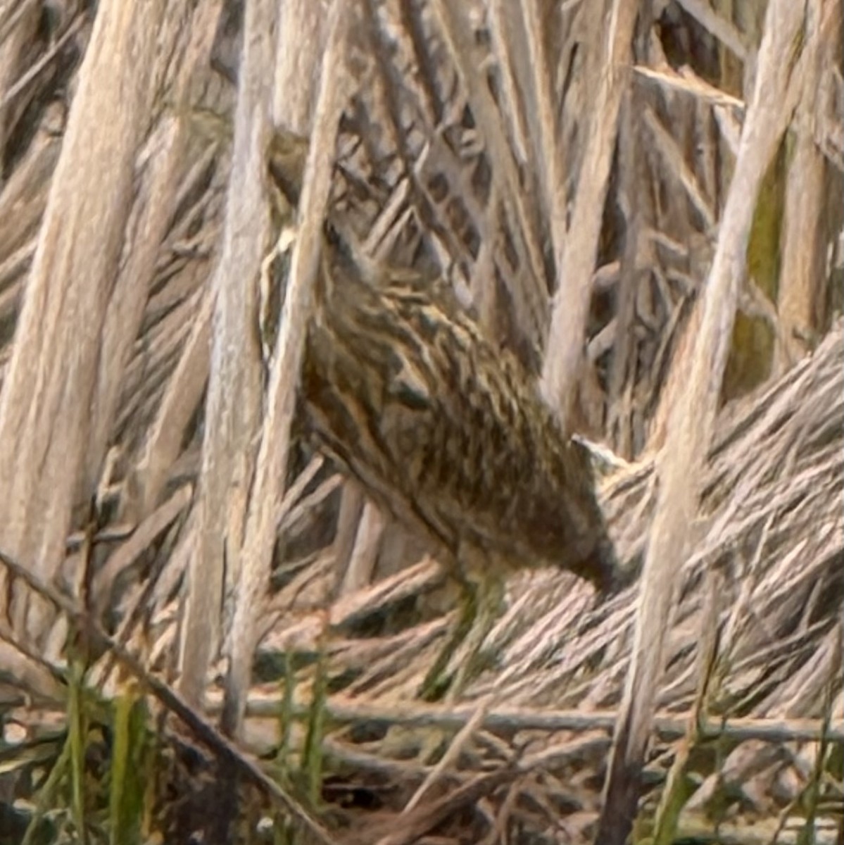 American Bittern - ML642280732