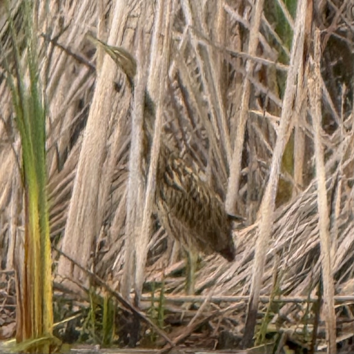 American Bittern - ML642280733