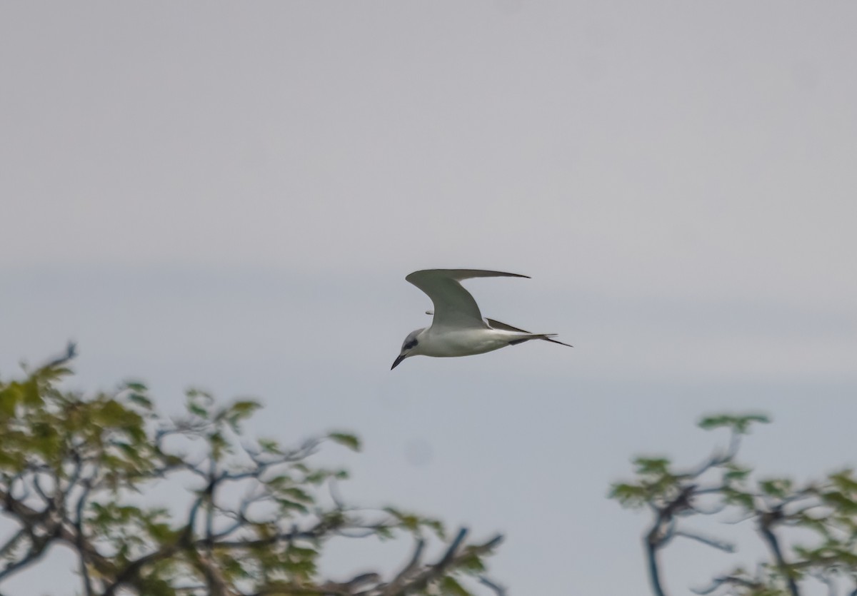 Gull-billed Tern - ML642280746