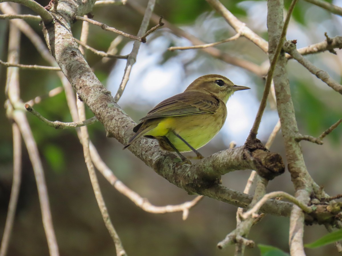 Palmenwaldsänger - ML642280772
