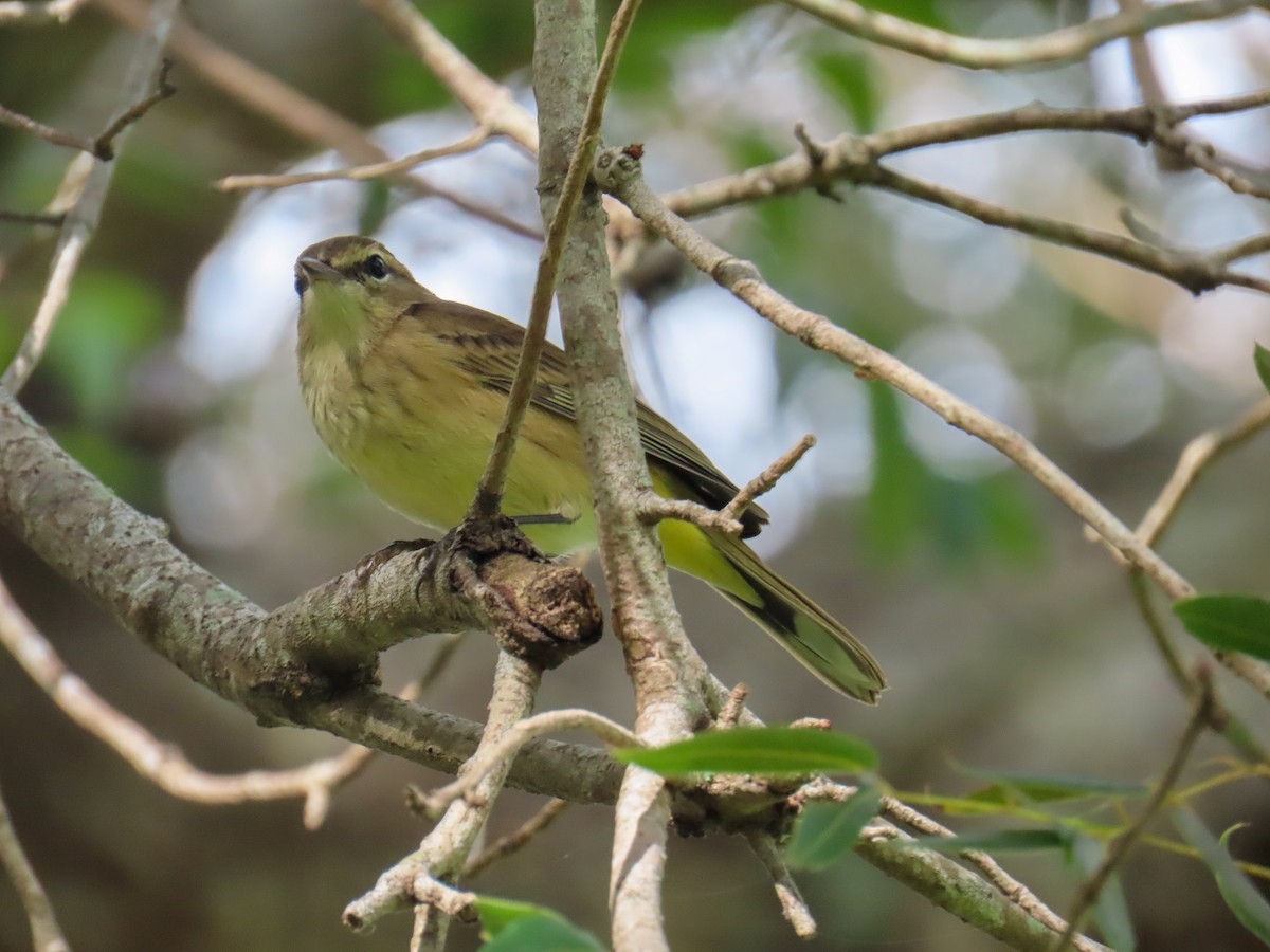 Palmenwaldsänger - ML642280773