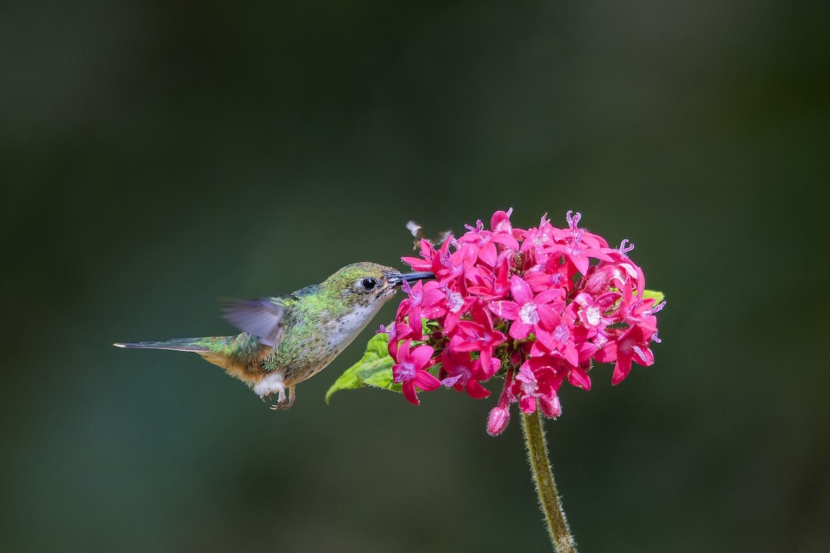 White-booted Racket-tail - ML642280781