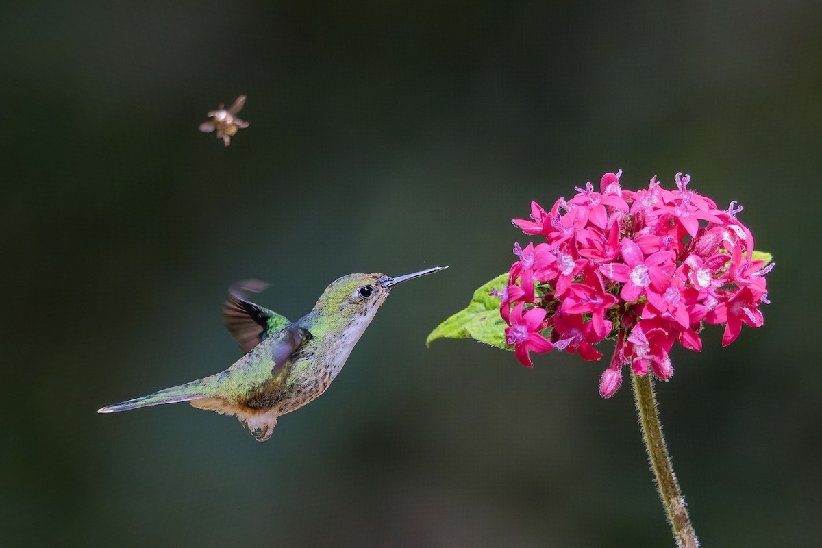 White-booted Racket-tail - ML642280782