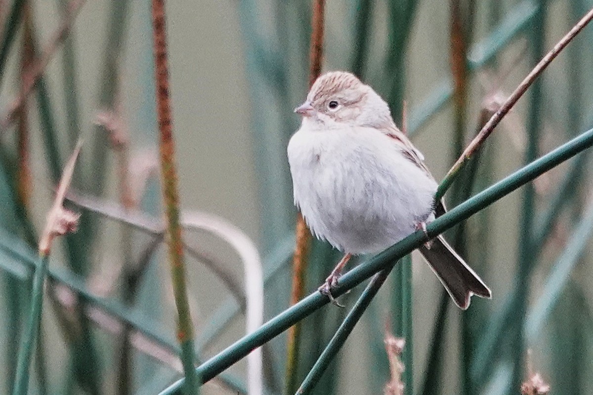 Brewer's Sparrow - ML642280784