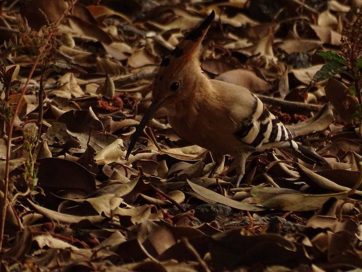 戴勝 - ML642280786