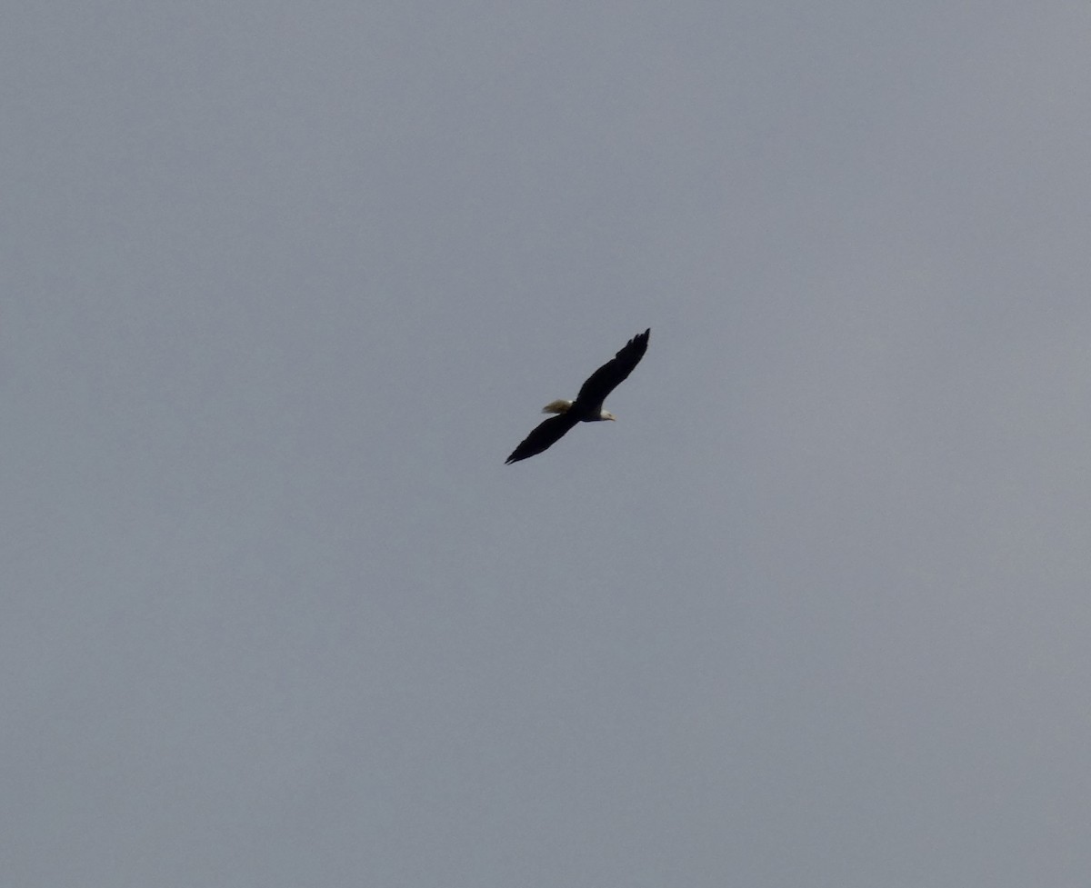 Bald Eagle - ML642280788