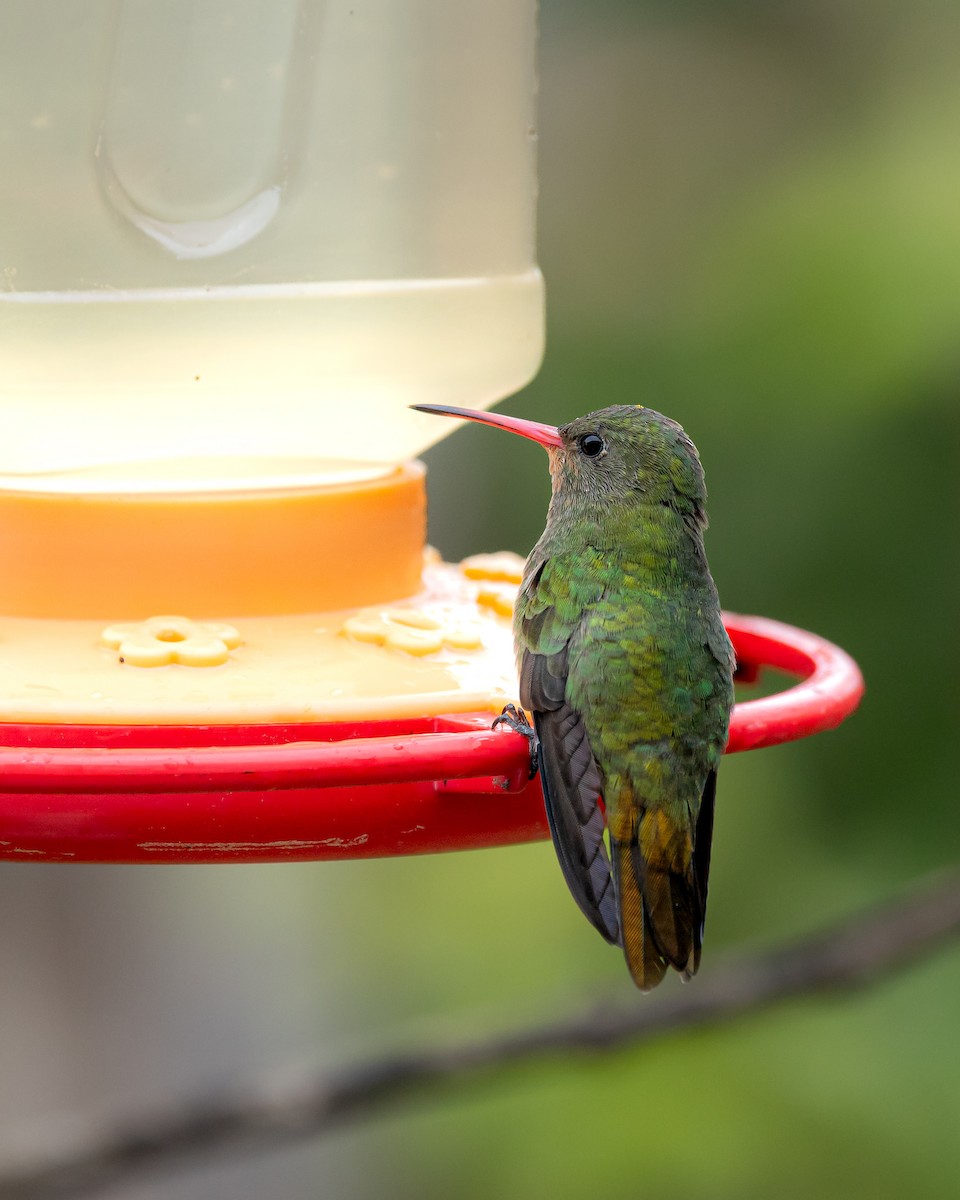 Gilded Hummingbird - ML642280789