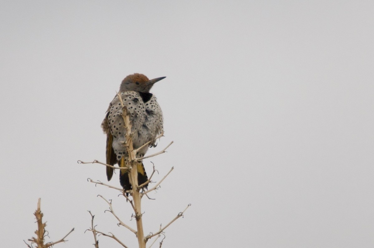 Gilded Flicker - ML642280790