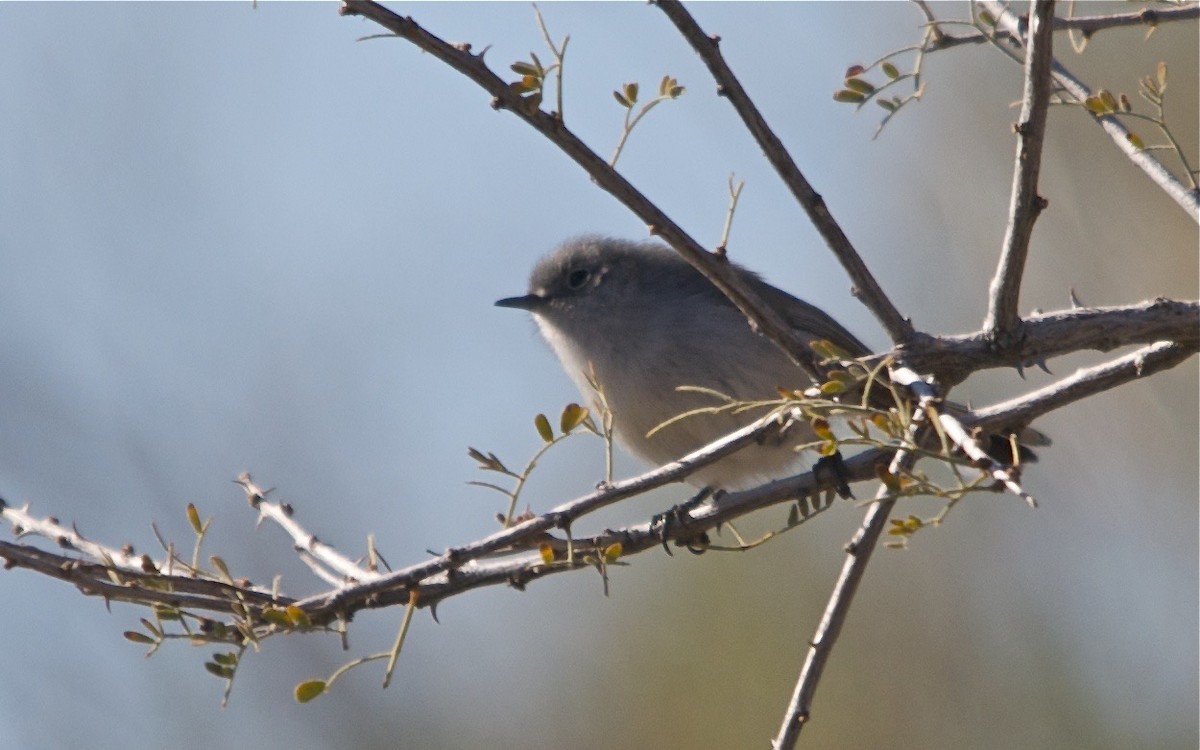 Black-tailed Gnatcatcher - ML642280795