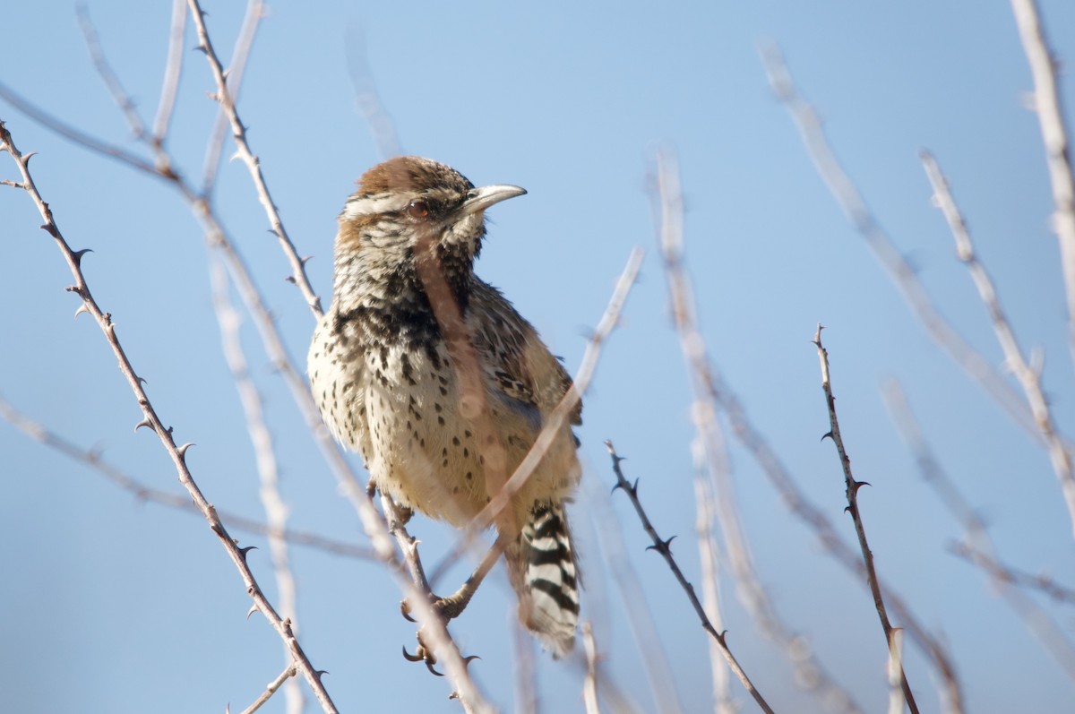 Cactus Wren - ML642280802