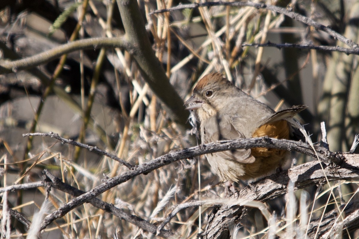 Canyon Towhee - ML642280807
