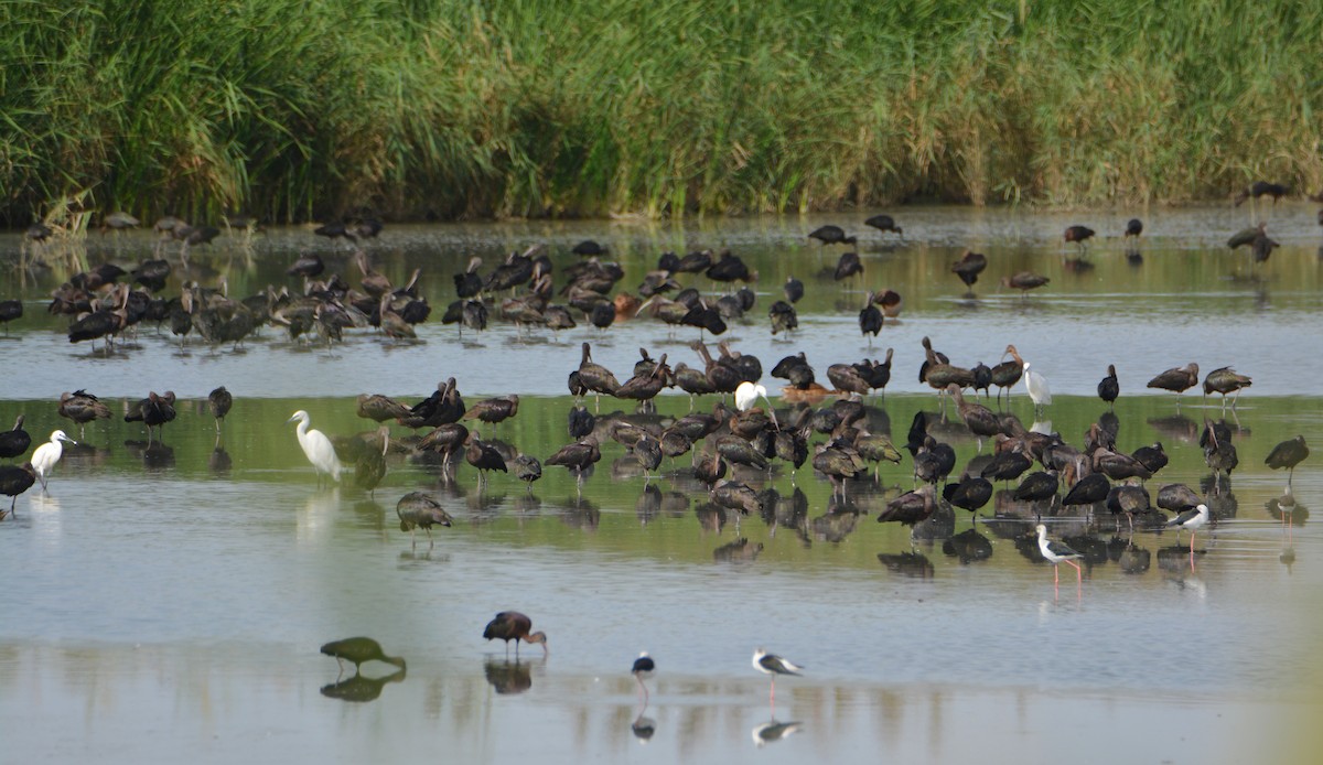 Glossy Ibis - ML642280822