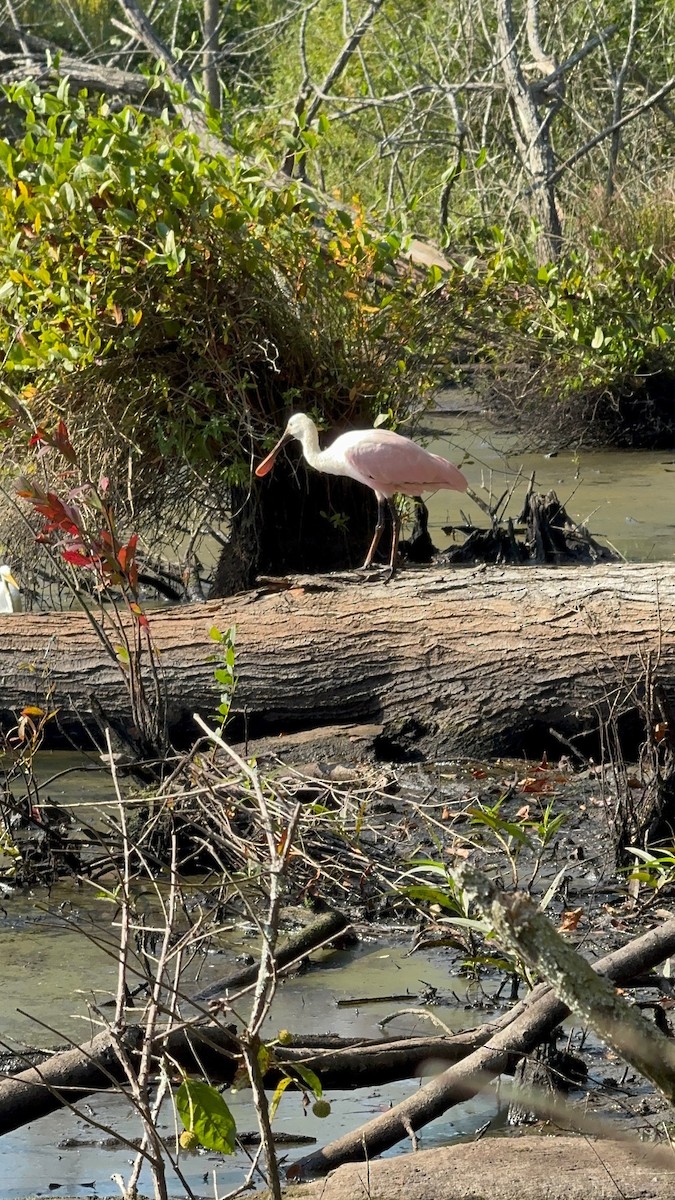 Roseate Spoonbill - ML642280829