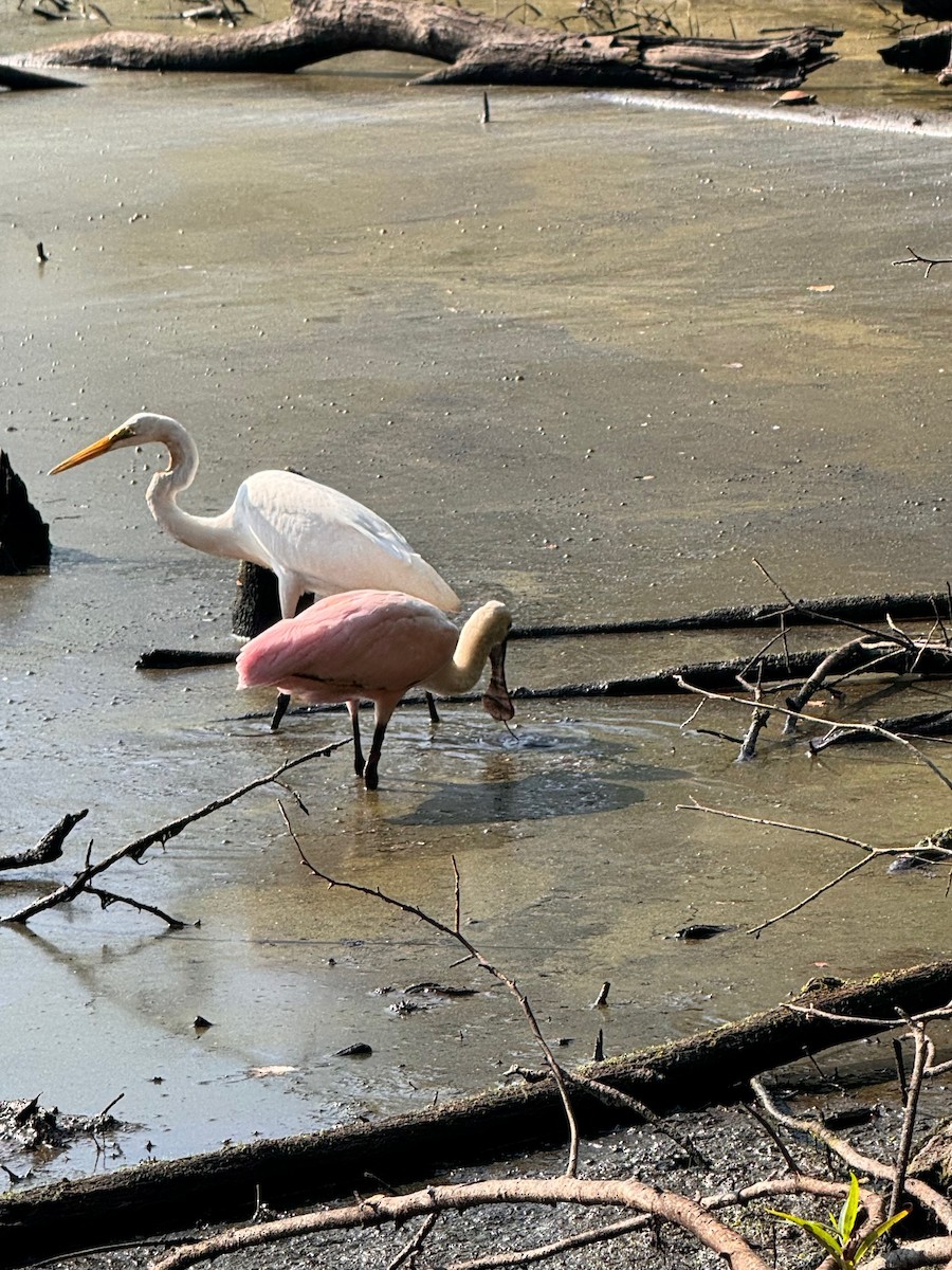 Roseate Spoonbill - ML642280830