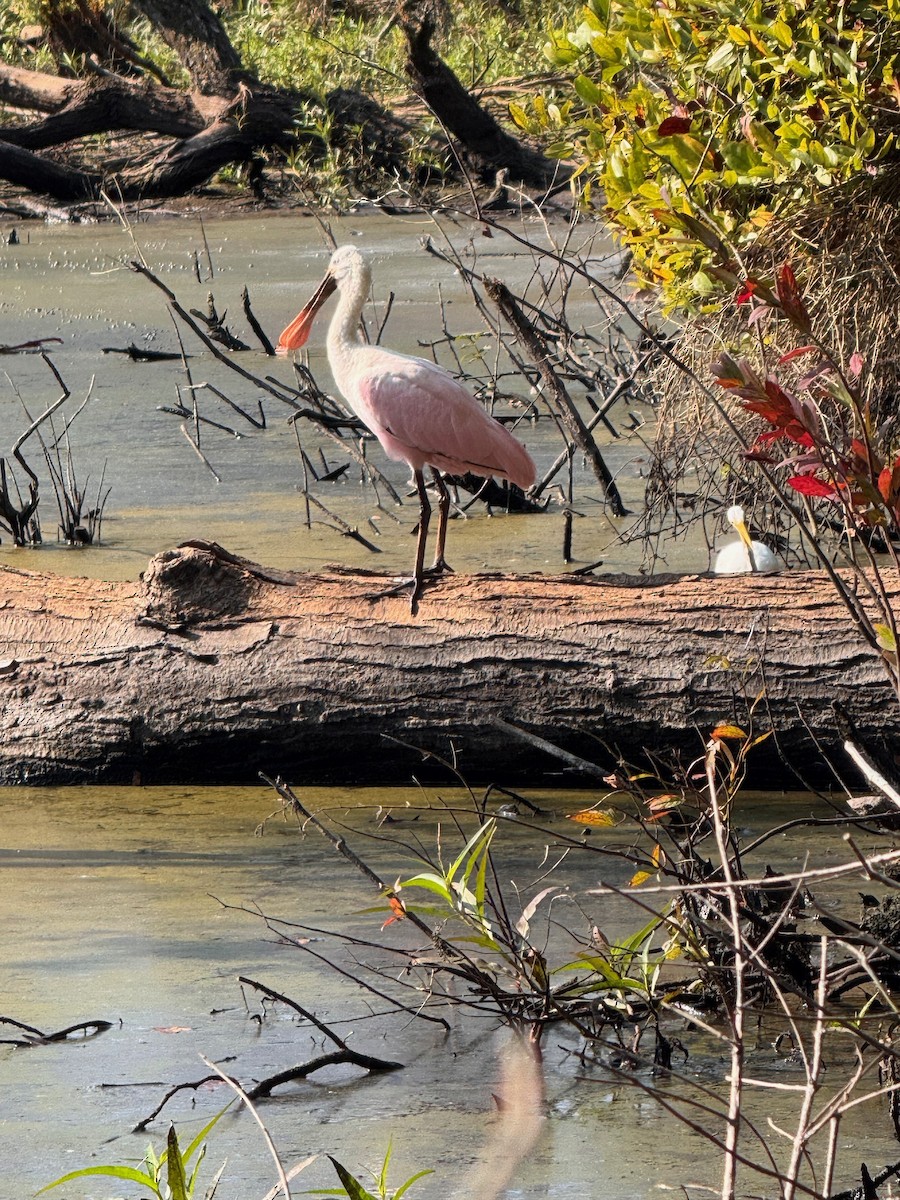 Roseate Spoonbill - ML642280831