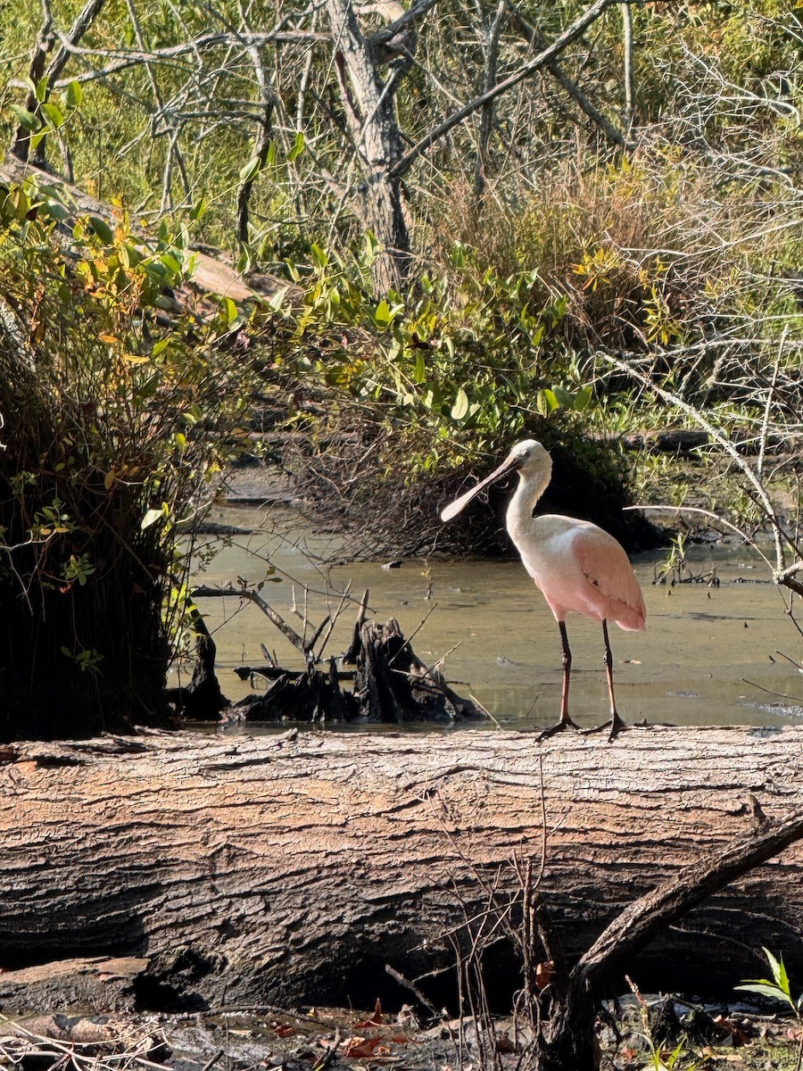 Roseate Spoonbill - ML642280832