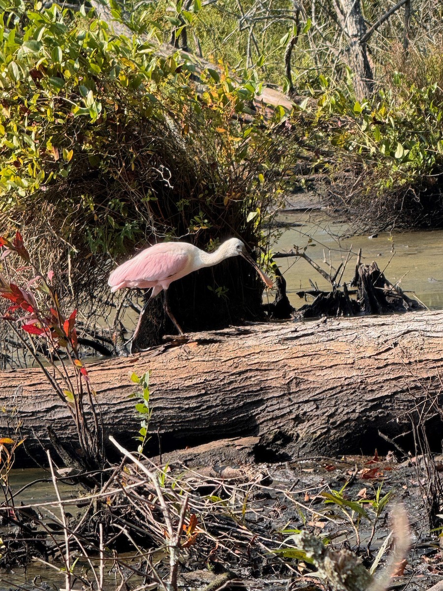 Roseate Spoonbill - ML642280833